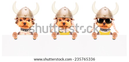 dog dressed up as a viking and holding white paper banner