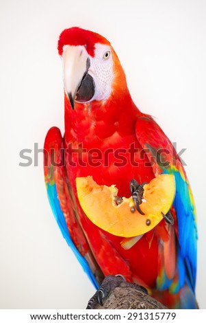 Colorful parrot eating fruit isolated in white background