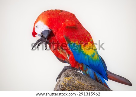 Colorful parrot eating fruit isolated in white background