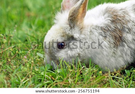 Cute bunny running free outside eating grass