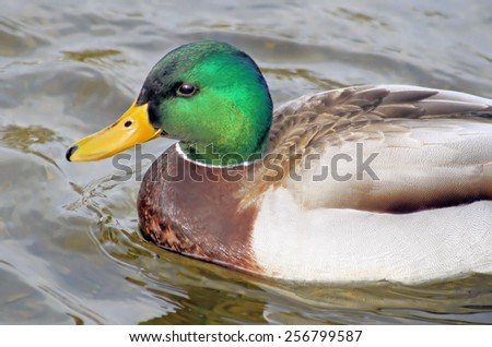 Close up of a Mallard duck male with his distinctive markings swimming on calm blue water