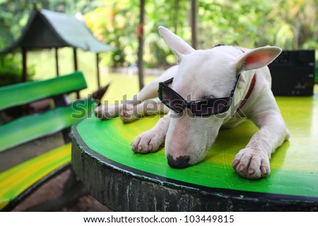 funny dog relaxing in park.