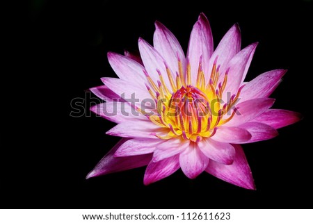 Pink lotus isolated black background.