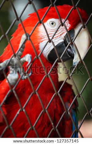 red macaw in the bird cage.