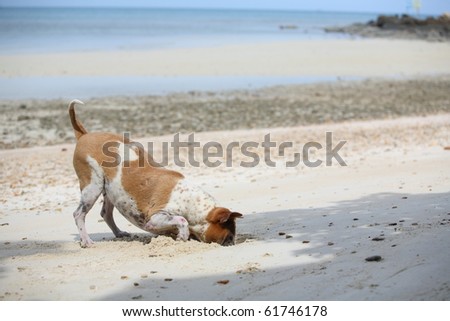 funny dog digging until head in sand, on the beach