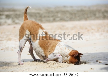 spotted dog digging until head in sand.  Samed island beach, Rayong,Thailand.