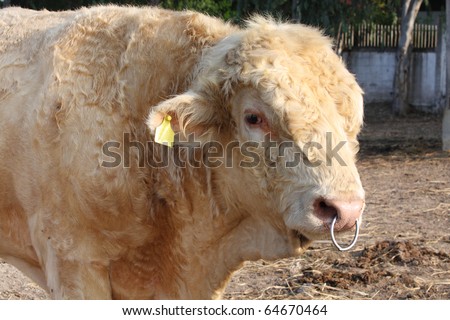 brown cow with nose ring in stable.