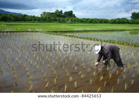 Thai farmer start plantings rice rice in water paddle