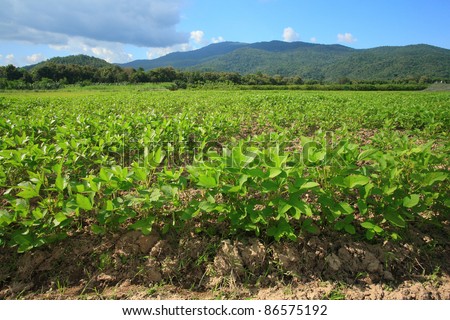 ground nut in farm with nice hill and blue sky background.