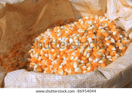 Yellow corn seed in bag.