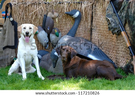 Yellow and Chocolate Labrador dogs in a hunting blind