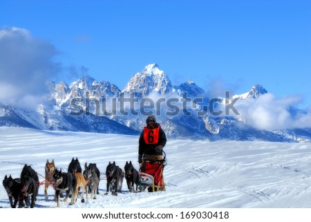 Dog Sled Team In The Great American Dog Sled Race. They Are Running Through The Mountains In The Snow.