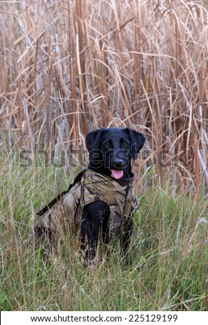 Black Labrador Retriever hunting dog wearing a camouflage hunting vest .