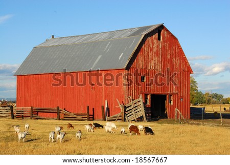 A Red Barn with a blue sky in the background with goats eating grass next to the barn