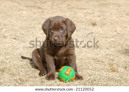 Chocolate  Puppies on Chocolate Labrador Puppy With A Ball Stock Photo 21120052