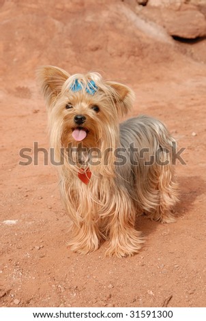 A Cute Little Yorkie Dog With a bow in her hair and a heart shaped Dog Tag