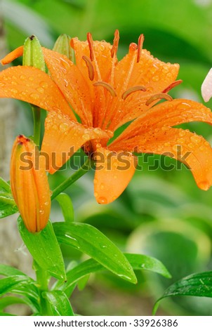 Beautiful Orange Lilly Star Flower