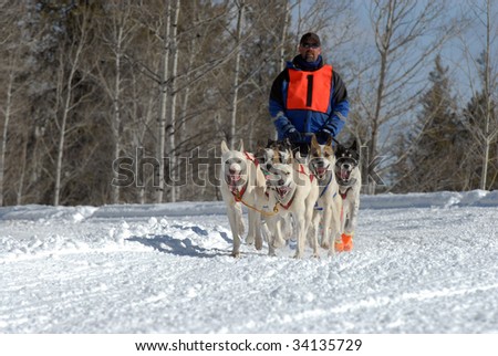 American Dog Sled Race on a Snowy Mountain Pass