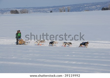 Dog Sled Race