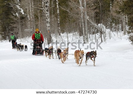Dog Sled Races in the Mountains