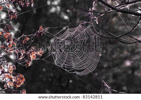 Large Spider Web between two trees and the trees have orange leaves