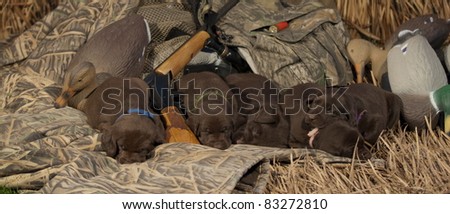 Puppies sleeping in a hunting blind