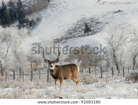 Large Mule Deer Buck on a frosty morning watching for hunters.