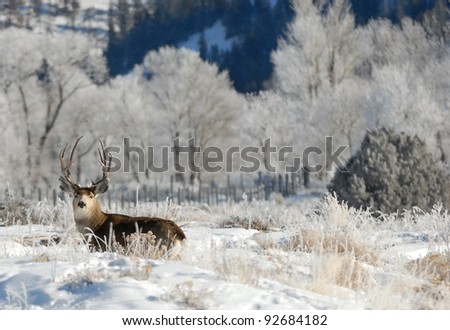 Large Mule Deer Buck staying low from hunters in the late fall. There is snow on the ground and frost in the trees. He is alert and watching for danger.