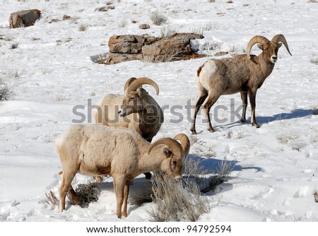 Three Bighorn Sheep Rams looking for feed.