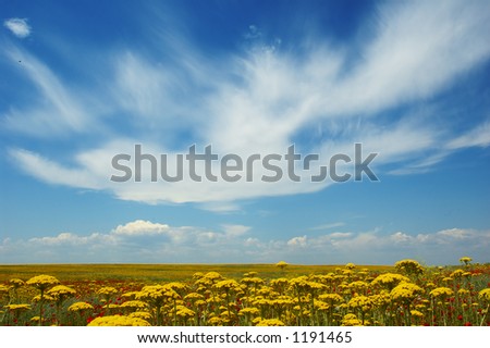 Flowers, cloud and birds in sky