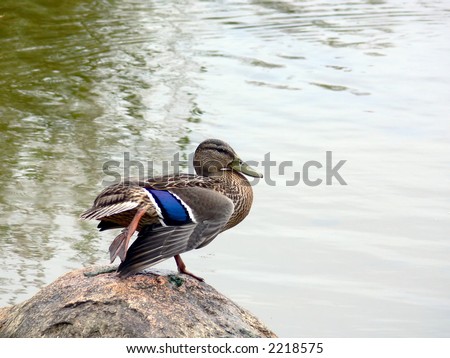 Morning gymnastics (wild duck)