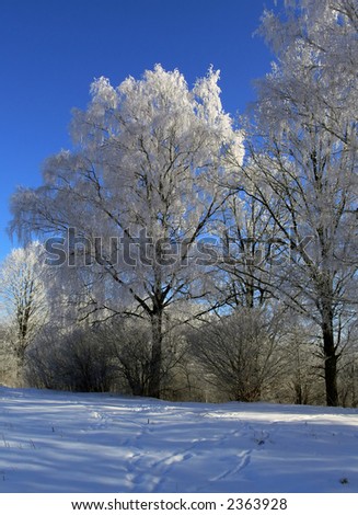 Hoar-frosted trees in the early morning light