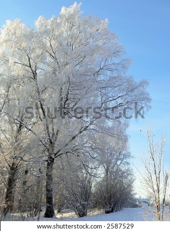 White frost. Birch covered with hoarfrost.