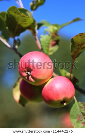 apple growing on the tree. Red and green apples. Natural products