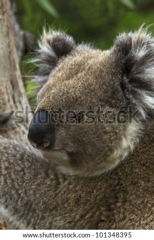 Koala Head