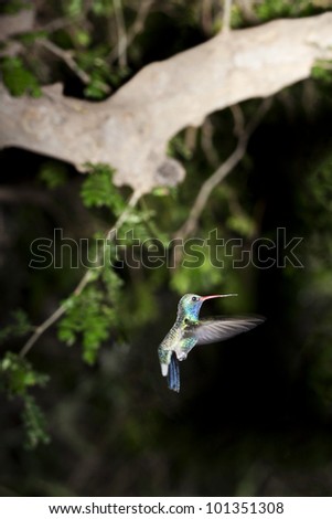 Hummingbird flutters in flight against unfocused, dark forest background