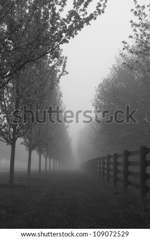 Black and white photograph of morning fog on road with line of blossoming trees and fence;