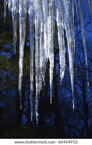 Graceful, long icicles, pure and crystal, shine against the dark of forest and winter twilight
