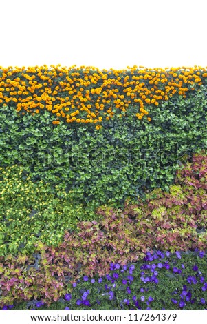 colorful flower wall on white background