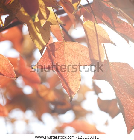 yellow and red maple leaves in fall season