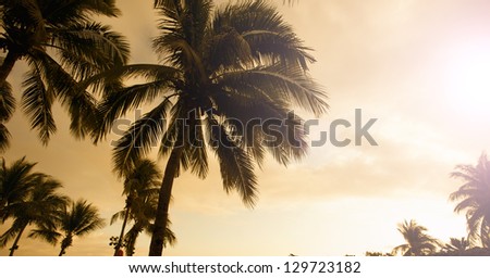 palm trees in sunset golden background