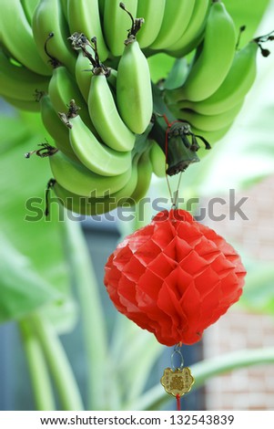 Banana tree with red lucky Chinese knot,which means good production in new year season