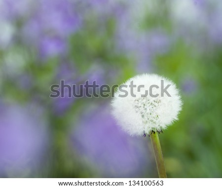 dandelion on green and purple background