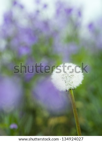 dandelion on green and purple background