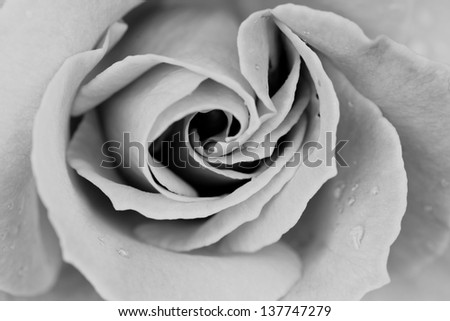 white and black rose background