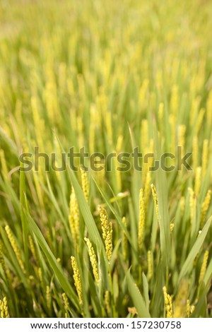 rice growing in summer season,.china
