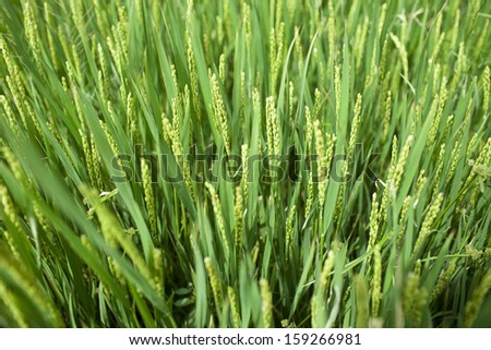 rice growing in summer season,.china