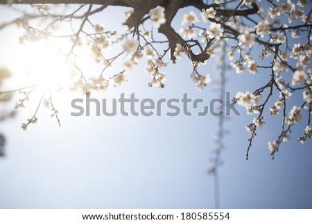 White plum flower in blossom season,china