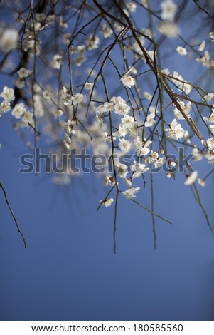 White plum flower in blossom season,china