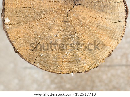 Cross section of tree trunk showing growth rings with dirty